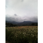 ZDJĘCIA Z TEGO TELEFONU