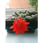 Zdjęcia użytkowników LG KG800