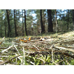 Zdjęcia użytkowników LG KU990i