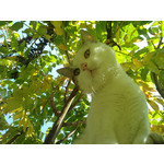 Zdjęcia użytkowników LG KU990i