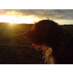 Zdjęcia użytkowników LG KU990i