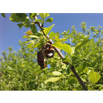 Zdjęcia użytkowników LG KU990i