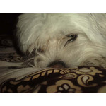 Zdjęcia użytkowników LG KU990i