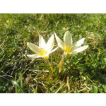 Zdjęcia użytkowników LG KU990i