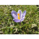 Zdjęcia użytkowników LG KU990i