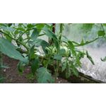 Zdjęcia użytkowników LG L Bello