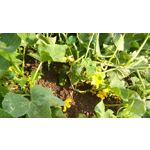 Zdjęcia użytkowników LG L Bello