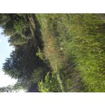 ZDJĘCIA Z TEGO TELEFONU