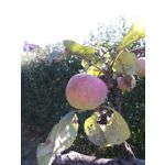 Zdjęcia użytkowników LG Magna Zdjęcia użytkowników LG Magna