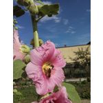 Zdjęcia użytkowników LG Magna Zdjęcia użytkowników LG Magna