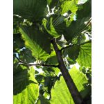 Zdjęcia użytkowników LG Magna Zdjęcia użytkowników LG Magna