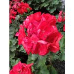 Zdjęcia użytkowników LG Magna Zdjęcia użytkowników LG Magna