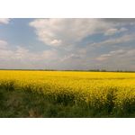 Zdjęcia użytkowników LG Nexus 5