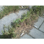 Zdjęcia użytkowników LG Optimus 2X