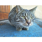 Zdjęcia użytkowników LG Optimus 2X