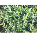 ZDJĘCIA Z TEGO TELEFONU