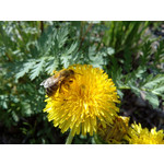 Zdjęcia użytkowników LG Optimus 4X HD Zdjęcia użytkowników LG Optimus 4X HD