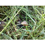 Zdjęcia użytkowników LG Optimus 4X HD Zdjęcia użytkowników LG Optimus 4X HD