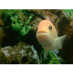 Zdjęcia użytkowników LG Optimus F5