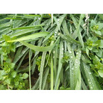 Zdjęcia użytkowników LG Optimus G E975 Zdjęcia użytkowników LG Optimus G E975