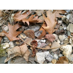 Zdjęcia użytkowników LG Optimus G E975 Zdjęcia użytkowników LG Optimus G E975