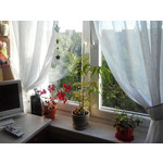 Zdjęcia użytkowników LG Optimus L3