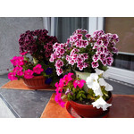 Zdjęcia użytkowników LG Optimus L3