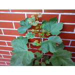 Zdjęcia użytkowników LG Optimus L3