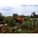 Zdjęcia użytkowników LG Optimus L3