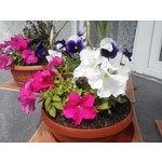 Zdjęcia użytkowników LG Optimus L3