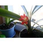 Zdjęcia użytkowników LG Optimus L7 II