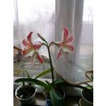 Zdjęcia użytkowników LG Optimus L7 II