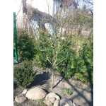 Zdjęcia użytkowników LG Optimus L7