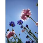 Zdjęcia użytkowników LG Q60