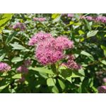 Zdjęcia użytkowników LG Q60