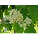 Zdjęcia użytkowników LG Q60