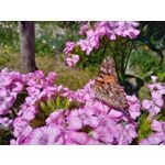 Zdjęcia użytkowników LG Q60