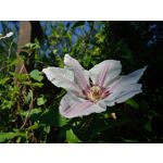 Zdjęcia użytkowników LG Q60