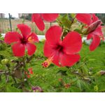 Zdjęcia użytkowników LG Q60