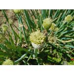 Zdjęcia użytkowników LG Q60