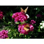 Zdjęcia użytkowników LG Q60