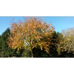 ZDJĘCIA Z TEGO TELEFONU