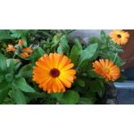 ZDJĘCIA Z TEGO TELEFONU