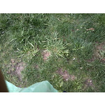 ZDJĘCIA Z TEGO TELEFONU