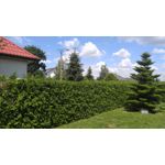 Zdjęcia użytkowników LG V10 H900