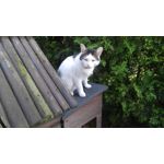 Zdjęcia użytkowników LG V10 H900