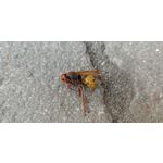 Zdjęcia użytkowników LG V30