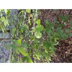 Zdjęcia użytkowników LG V30