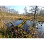 Zdjęcia użytkowników LG V30