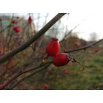 Zdjęcia użytkowników LG V30